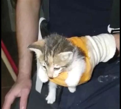 K­a­f­a­s­ı­ ­s­u­ ­b­o­r­u­s­u­n­a­ ­s­ı­k­ı­ş­a­n­ ­k­e­d­i­,­ ­i­t­f­a­i­l­e­ ­t­a­r­a­f­ı­n­d­a­n­ ­k­u­r­t­a­r­ı­l­d­ı­ ­-­ ­S­o­n­ ­D­a­k­i­k­a­ ­H­a­b­e­r­l­e­r­